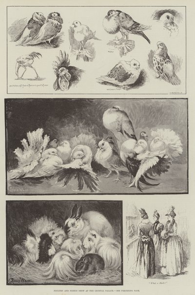 Pluimvee- en duivententoonstelling in het Crystal Palace door Louis Wain